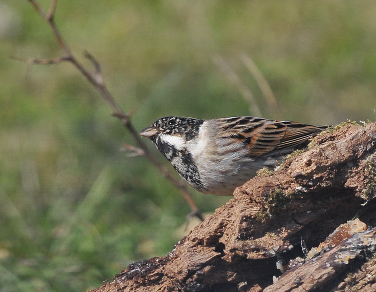 Migliarino di palude - Reed Bunting - Emberiza schoeniclus